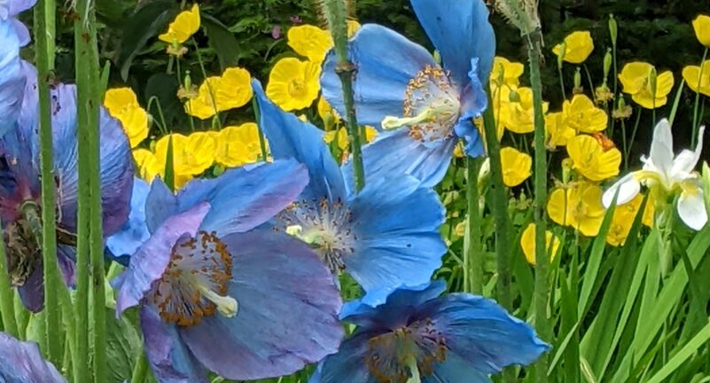 blue poppies sit in front of yellow buttercups